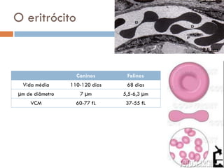 O eritrócito



                   Caninos       Felinos
 Vida média      110-120 dias    68 dias
µm de diâmetro      7 µm        5,5-6,3 µm
    VCM            60-77 fL      37-55 fL
 