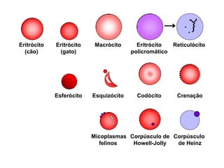 Eritrócito   Eritrócito    Macrócito      Eritrócito  Reticulócito
  (cão)       (gato)                    policromático




             Esferócito   Esquizócito     Codócito      Crenação




                          Micoplasmas Corpúsculo de Corpúsculo
                            felinos    Howell-Jolly  de Heinz
 