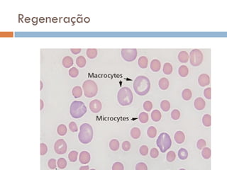 Regeneração
 