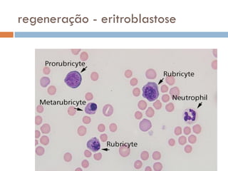 regeneração - eritroblastose
 