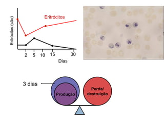 Eritrócitos
Eritrócitos (cão)
                    

                                  

                        
                            

                                     


                        2   5    10   15          30
                                           Dias




                        3 dias
                                                         Perda/
                                           Produção    destruição
 