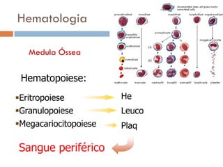 Hematologia

   Medula Óssea

 Hematopoiese:
Eritropoiese          He
Granulopoiese         Leuco
Megacariocitopoiese   Plaq

Sangue periférico
 