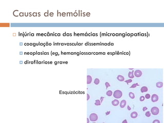 Causas de hemólise
   Injúria mecânica das hemácias (microangiopatias):
     coagulação      intravascular disseminada
     neoplasias   (eg, hemangiossarcoma esplênico)
     dirofilariose   grave




                        Esquizócitos
 