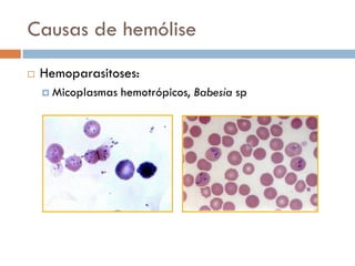 Causas de hemólise
   Hemoparasitoses:
     Micoplasmas   hemotrópicos, Babesia sp
 