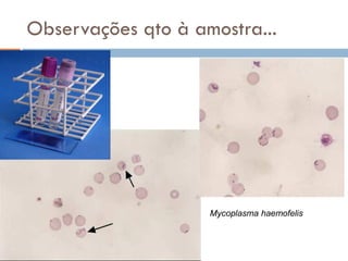 Observações qto à amostra...




                    Mycoplasma haemofelis
 