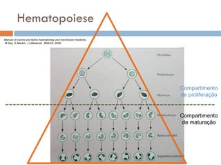 Hematopoiese
Manual of canine and feline haematology and transfusion medicine.
M Day, A Mackin, J Littlewood. BSAVA, 2000




                                                                    Compartimento
                                                                    de proliferação


                                                                    Compartimento
                                                                    de maturação
 