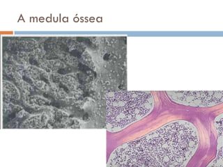 A medula óssea
 
