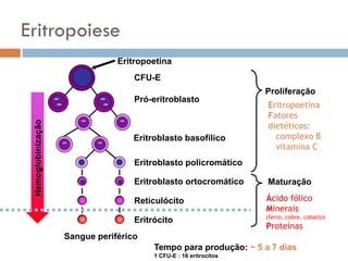 Eritropoiese
                                Eritropoetina
                                    CFU-E
                                                                    Proliferação
                                    Pró-eritroblasto
                                                                    Eritropoetina
                                                                    Fatores
 Hemoglobinização




                                                                    dietéticos:
                                    Eritroblasto basofílico           complexo B
                                                                      vitamina C
                                    Eritroblasto policromático

                                    Eritroblasto ortocromático      Maturação

                                    Reticulócito                    Ácido fólico
                                                                    Minerais
                                                                    (ferro, cobre, cobalto)
                                    Eritrócito
                                                                    Proteínas
                    Sangue periférico
                                         Tempo para produção: ~ 5 a 7 dias
                                         1 CFU-E : 16 eritrocitos
 