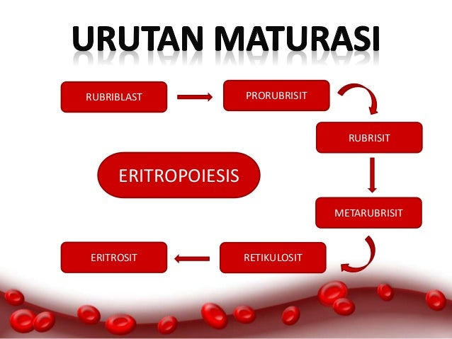 Eritropoiesis