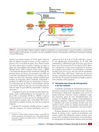 19Capítulo 3    Eritropoese e Eritropoetina. Produção e Destruição de Hemácias
hipóxia é um enhancer situado a 0,7 kb da região 3’-final do
gene (no fígado a situação é inversa, ou seja, a região res-
ponsiva está a 5’ do início do gene). Esse enhancer contém
três sítios críticos para a resposta à hipóxia, aos quais se
ligam três intermediários denominados HIF-2α (Hypoxia
Inducible Factor),1
HNF-4 (Hepatic Nuclear Factor) e ARNT
(Aryl Hydrocarbon Receptor Nuclear Translocator ou HIF-β). Na
presença desses três fatores, em associação com p300, um
coativador transcripcional, forma-se um complexo que in-
terage com fatores de transcrição, criando condições para
ativação da transcrição gênica localizada, aumentando a
produção de mRNA do gene da eritropoetina. O proces-
so começa pela ação de sirtuína-1 (cuja produção aumenta
com estresse hipóxico); essa, por sua vez, produz desaceti-
lação da região do gene HIF-2α, aumentando a expressão
deste gene.
A regulação do gene da eritropoetina pela hipóxia de-
pende, então, fundamentalmente da formação do com-
plexo HIF; a subunidade HIF-β (ou ARNT) é expressa
constitutivamente em níveis que não são afetados pela ten-
são de oxigênio, enquanto que a subunidade HIF-α não é
detectada em condições normais, mas aumenta em resposta
à hipóxia.
O Receptor De Eritropoetina (EpoR) pertence à superfa-
mília dos receptores de citocina (juntamente com os re-
1	 Embora os estudos iniciais tenham revelado o gene HIF-1α,
estudos posteriores determinaram que o fator primariamente
responsivo à hipóxia nas células renais é o HIF-2α (também
chamado EPAS1).
ceptores de IL-3, IL-4, IL-6, G-CSF, GM-CSF e outros).
É uma glicoproteína transmembrana, de 59 kDa (508
aminoácidos), codificada por gene de 8 éxons, que está no
braço curto do cromossoma 19 em 19p13.3-p13.2. Quan-
do a eritropoetina se liga à parte extracelular do receptor,
ele se dimeriza provocando a autofosforilação e a ativação
de JAK2. Este, por sua vez, ativa uma série de mediadores
como MAP cinase, AKT cinase e Stat5 que vão atuar na
ativação e transcrição de genes que promovem a diferencia-
ção eritroide. Na ausência da ativação do EpoR, os precur-
sores eritroides sofrem apoptose.
 Variações dos níveis de eritropoetina
e do seu receptor
A produção aumentada de eritropoetina associa-se ti-
picamente a situações de hipóxia renal, levando à elevação
do hematócrito (policitemia secundária), como ocorre na
doença pulmonar obstrutiva crônica, cardiopatia congê-
nita cianosante, apneia do sono, hemoglobinopatia com
aumento de afinidade pelo oxigênio, metemoglobinemia
hereditária, tabagismo e hipóxia renal localizada. Também
os indivíduos que vivem em altitudes elevadas estão sub-
metidos a baixas tensões de oxigênio, determinando uma
elevação da produção de eritropoetina e dos níveis médios
de hematócrito.
Produção deficiente de eritropoetina ocorre em várias
formas de anemia, como a anemia da insuficiência renal
crônica, anemia das inflamações crônicas, doenças autoi-
munes, Aids e neoplasias. É possível que a menor produção
de eritropoetina em muitas dessas doenças esteja associada
Figura 3.1    A principal região responsiva à hipóxia no gene da ertiropoetina no rim está situada a 0,7 kb de sua região 3’, onde se ligam
os fatores denominados HIF-2α, HNF-4 e ARNT (ou HIF-β). Sua ligação ativa o promoter do gene na região 5’ e promove a transcrição do
RNA mensageiro da eritropoetina. O processo inicia com a produção de sirtuína-1 que desacetila o gene HIF-2α, aumentando a produção
da subunidade proteica.
 