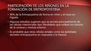 PARTICIPACIÓN DE LOS RIÑONES EN LA
FORMACIÓN DE ERITROPOYETINA
• 90% de la Eritropoyetina de forma en riñón y el resto en
hígado.
• Algunos estudios sugieren que se secreta principalmente de
las células intersticiales tipo fibroblasto que rodean los túbulos
de la corteza y medula exterior.
• Es probable que otras células renales como las epiteliales
secreten eritropoyetina en respuesta a la hipoxia.
 