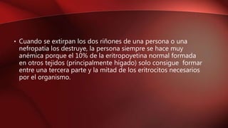 • Cuando se extirpan los dos riñones de una persona o una
nefropatía los destruye, la persona siempre se hace muy
anémica porque el 10% de la eritropoyetina normal formada
en otros tejidos (principalmente hígado) solo consigue formar
entre una tercera parte y la mitad de los eritrocitos necesarios
por el organismo.
 