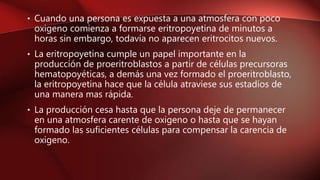 • Cuando una persona es expuesta a una atmosfera con poco
oxigeno comienza a formarse eritropoyetina de minutos a
horas sin embargo, todavía no aparecen eritrocitos nuevos.
• La eritropoyetina cumple un papel importante en la
producción de proeritroblastos a partir de células precursoras
hematopoyéticas, a demás una vez formado el proeritroblasto,
la eritropoyetina hace que la célula atraviese sus estadíos de
una manera mas rápida.
• La producción cesa hasta que la persona deje de permanecer
en una atmosfera carente de oxigeno o hasta que se hayan
formado las suficientes células para compensar la carencia de
oxigeno.
 
