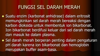 FUNGSI SEL DARAH MERAH
 Suatu enzim (karbonat anhidrase) dalam eritrosit
memungkinkan sel darah merah bereaksi dengan
karbon dioksida untuk membentuk ion bikarbonat.
Ion bikarbonat berdifusi keluar dari sel darah merah
dan masuk ke dalam plasma.
 Sel darah merah berperan penting dalam pengaturan
pH darah karena ion bikarbonat dan hemoglobin
merupakan buffer asam-basa.
 