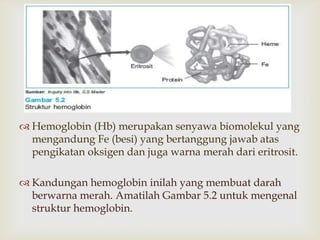 
 Hemoglobin (Hb) merupakan senyawa biomolekul yang
mengandung Fe (besi) yang bertanggung jawab atas
pengikatan oksigen dan juga warna merah dari eritrosit.
 Kandungan hemoglobin inilah yang membuat darah
berwarna merah. Amatilah Gambar 5.2 untuk mengenal
struktur hemoglobin.

 