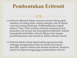 Pembentukan Eritrosit


 Eritrosit dibentuk dalam sumsum merah tulang pipih,
misalnya di tulang dada, tulang selangka, dan di dalam
ruas-ruas tulang belakang. Pembentukannya terjadi
selama 7 hari. Pada awalnya eritrosit mempunyai inti,
kemudian inti lenyap dan hemoglobin terbentuk. Setelah
hemoglobin terbentuk, eritrosit dilepas dari tempat
pembentukannya dan masuk ke dalam sirkulasi darah.
 Eritrosit dalam tubuh dapat berkurang karena luka
sehingga mengeluarkan banyak darah atau karena
penyakit, seperti malaria dan demam berdarah. Keadaan
seperti ini dapat mengganggu pembentukan eritrosit.

 