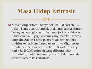 Masa Hidup Eritrosit


 Masa hidup eritrosit hanya sekitar 120 hari atau 4
bulan, kemudian dirombak di dalam hati dan limpa.
Sebagian hemoglobin diubah menjadi bilirubin dan
biliverdin, yaitu pigmen biru yang memberi warna
empedu. Zat besi hasil penguraian hemoglobin
dikirim ke hati dan limpa, selanjutnya digunakan
untuk membentuk eritrosit baru. Kira-kira setiap
hari ada 200.000 eritrosit yang dibentuk dan
dirombak. Jumlah ini kurang dari 1% dari jumlah
eritrosit secara keseluruhan.

 