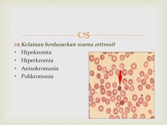 Eritrosit (sel darah merah)