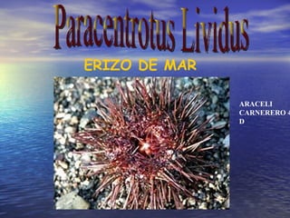 Paracentrotus Lividus Paracentrotus Lividus ERIZO   DE   MAR ARACELI CARNERERO 4-D 
