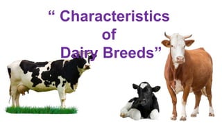 “ Characteristics
of
Dairy Breeds”
 