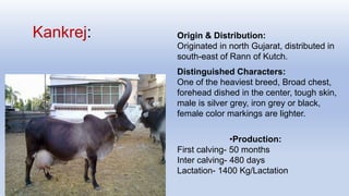 Kankrej: Origin & Distribution:
Originated in north Gujarat, distributed in
south-east of Rann of Kutch.
Distinguished Characters:
One of the heaviest breed, Broad chest,
forehead dished in the center, tough skin,
male is silver grey, iron grey or black,
female color markings are lighter.
•Production:
First calving- 50 months
Inter calving- 480 days
Lactation- 1400 Kg/Lactation
 