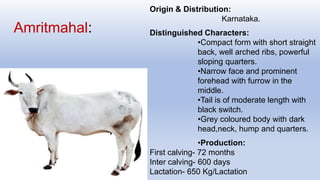Amritmahal:
Origin & Distribution:
Karnataka.
Distinguished Characters:
•Compact form with short straight
back, well arched ribs, powerful
sloping quarters.
•Narrow face and prominent
forehead with furrow in the
middle.
•Tail is of moderate length with
black switch.
•Grey coloured body with dark
head,neck, hump and quarters.
•Production:
First calving- 72 months
Inter calving- 600 days
Lactation- 650 Kg/Lactation
 