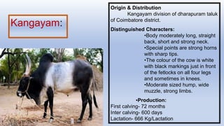 Kangayam:
Origin & Distribution
Kangayam division of dharapuram taluk
of Coimbatore district.
Distinguished Characters:
•Body moderately long, straight
back, short and strong neck.
•Special points are strong horns
with sharp tips.
•The colour of the cow is white
with black markings just in front
of the fetlocks on all four legs
and sometimes in knees.
•Moderate sized hump, wide
muzzle, strong limbs.
▪Production:
First calving- 72 months
Inter calving- 600 days
Lactation- 666 Kg/Lactation
 