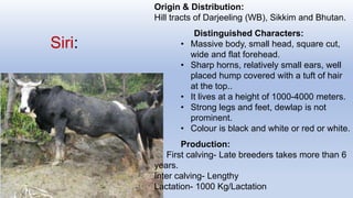 Siri:
Origin & Distribution:
Hill tracts of Darjeeling (WB), Sikkim and Bhutan.
Distinguished Characters:
• Massive body, small head, square cut,
wide and flat forehead.
• Sharp horns, relatively small ears, well
placed hump covered with a tuft of hair
at the top..
• It lives at a height of 1000-4000 meters.
• Strong legs and feet, dewlap is not
prominent.
• Colour is black and white or red or white.
Production:
First calving- Late breeders takes more than 6
years.
Inter calving- Lengthy
Lactation- 1000 Kg/Lactation
 