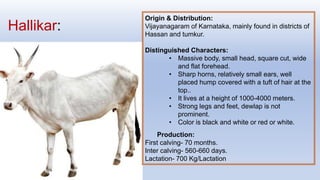 Hallikar:
Origin & Distribution:
Vijayanagaram of Karnataka, mainly found in districts of
Hassan and tumkur.
Distinguished Characters:
• Massive body, small head, square cut, wide
and flat forehead.
• Sharp horns, relatively small ears, well
placed hump covered with a tuft of hair at the
top..
• It lives at a height of 1000-4000 meters.
• Strong legs and feet, dewlap is not
prominent.
• Color is black and white or red or white.
Production:
First calving- 70 months.
Inter calving- 560-660 days.
Lactation- 700 Kg/Lactation
 