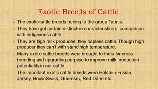 Exotic Breeds of Cattle
• The exotic cattle breeds belong to the group Taurus.
• They have got certain distinctive characteristics in comparison
with indigenous cattle.
• They are high milk produces, they hapless cattle. Though high
producer they can’t with stand high temperature.
• Many exotic cattle breeds were brought to India for cross
breeding and upgrading purpose to improve milk production
potentiality in our cattle.
• The important exotic cattle breeds were Holstein-Frisian,
Jersey, BrownSwiss, Guernsey, Red Dane etc.
 