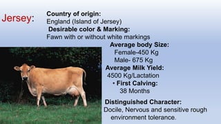 Jersey:
Country of origin:
England (Island of Jersey)
Desirable color & Marking:
Fawn with or without white markings
Average body Size:
Female-450 Kg
Male- 675 Kg
• Average Milk Yield:
4500 Kg/Lactation
• First Calving:
38 Months
 Distinguished Character:
Docile, Nervous and sensitive rough
environment tolerance.
 