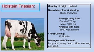 Holstein Friesian: Country of origin: Holland
Desirable colour & Marking:
▪ Black and white
Average body Size:
Female-675 Kg
Male- 1000 Kg
Average Milk Yield:
6500 Kg/Lactation
• First Calving:
36 Months
Distinguished Character:
Long and young head, Udder are long
and stout.
 