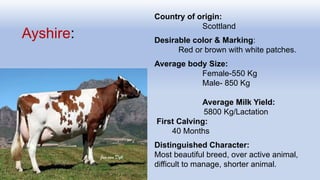 Ayshire:
Country of origin:
Scottland
Desirable color & Marking:
Red or brown with white patches.
Average body Size:
Female-550 Kg
Male- 850 Kg
Average Milk Yield:
5800 Kg/Lactation
First Calving:
40 Months
Distinguished Character:
Most beautiful breed, over active animal,
difficult to manage, shorter animal.
 