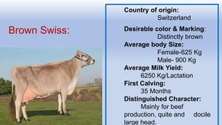 Brown Swiss:
Country of origin:
Switzerland
Desirable color & Marking:
Distinctly brown
Average body Size:
Female-625 Kg
Male- 900 Kg
Average Milk Yield:
6250 Kg/Lactation
First Calving:
35 Months
Distinguished Character:
Mainly for beef
production, quite and docile
large head.
 