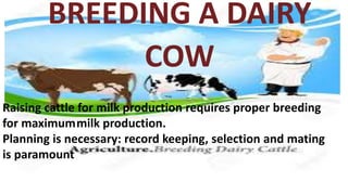 BREEDING A DAIRY
COW
Raising cattle for milk production requires proper breeding
for maximummilk production.
Planning is necessary: record keeping, selection and mating
is paramount
 