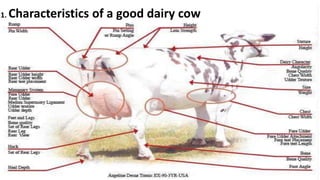 1. Characteristics of a good dairy cow
 