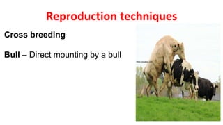 Reproduction techniques
https://pixabay.com
Cross breeding
Bull – Direct mounting by a bull
 