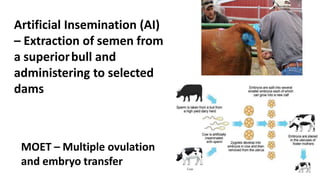 Artificial Insemination (AI)
– Extraction of semen from
a superiorbull and
administering to selected
dams
MOET – Multiple ovulation
and embryo transfer
 