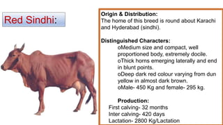 Red Sindhi:
Origin & Distribution:
The home of this breed is round about Karachi
and Hyderabad (sindhi).
Distinguished Characters:
oMedium size and compact, well
proportioned body, extremely docile.
oThick horns emerging laterally and end
in blunt points.
oDeep dark red colour varying from dun
yellow in almost dark brown.
oMale- 450 Kg and female- 295 kg.
Production:
First calving- 32 months
Inter calving- 420 days
Lactation- 2800 Kg/Lactation
 