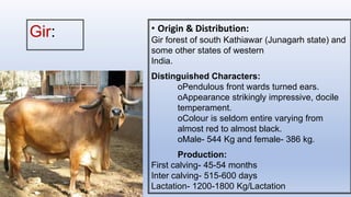 Gir: • Origin & Distribution:
Gir forest of south Kathiawar (Junagarh state) and
some other states of western
India.
Distinguished Characters:
oPendulous front wards turned ears.
oAppearance strikingly impressive, docile
temperament.
oColour is seldom entire varying from
almost red to almost black.
oMale- 544 Kg and female- 386 kg.
Production:
First calving- 45-54 months
Inter calving- 515-600 days
Lactation- 1200-1800 Kg/Lactation
 
