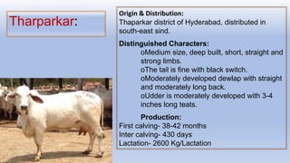 Tharparkar:
Origin & Distribution:
Thaparkar district of Hyderabad, distributed in
south-east sind.
Distinguished Characters:
oMedium size, deep built, short, straight and
strong limbs.
oThe tail is fine with black switch.
oModerately developed dewlap with straight
and moderately long back.
oUdder is moderately developed with 3-4
inches long teats.
Production:
First calving- 38-42 months
Inter calving- 430 days
Lactation- 2600 Kg/Lactation
 