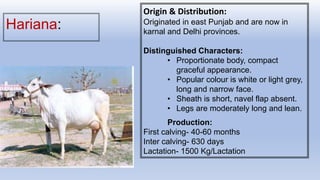 Hariana:
Origin & Distribution:
Originated in east Punjab and are now in
karnal and Delhi provinces.
Distinguished Characters:
• Proportionate body, compact
graceful appearance.
• Popular colour is white or light grey,
long and narrow face.
• Sheath is short, navel flap absent.
• Legs are moderately long and lean.
Production:
First calving- 40-60 months
Inter calving- 630 days
Lactation- 1500 Kg/Lactation
 