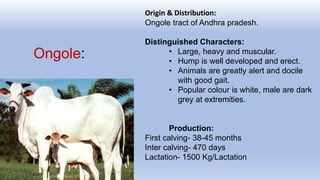 Ongole:
Origin & Distribution:
Ongole tract of Andhra pradesh.
Distinguished Characters:
• Large, heavy and muscular.
• Hump is well developed and erect.
• Animals are greatly alert and docile
with good gait.
• Popular colour is white, male are dark
grey at extremities.
Production:
First calving- 38-45 months
Inter calving- 470 days
Lactation- 1500 Kg/Lactation
 