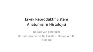 Erkek Reprodüktif Sistem
Anatomisi & Histolojisi
Dr. Ege Can Şerefoğlu
Biruni Üniversitesi Tıp Fakültesi Üroloji A.B.D.
İstanbul
 