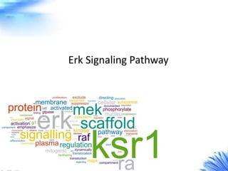 Erk Signaling Pathway
 