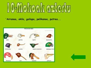 · Arranoa, okila, gailupa, pelikanoa, putrea... 10-Mokoak aztertu 