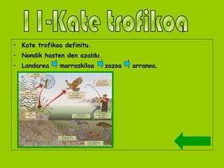 Kate trofikoa definitu. Nondik hasten den azaldu. Landarea  marraskiloa  zozoa  arranoa . 11-Kate trofikoa 