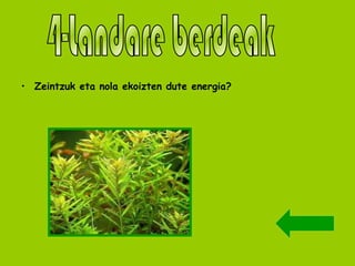 Zeintzuk eta nola ekoizten dute energia? 4-Landare berdeak 