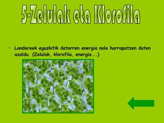 Landareek eguzkitik datorren energia nola harrapatzen duten azaldu. (Zelulak, klorofila, energia...) 5-Zelulak eta Klorofila 