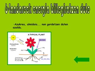 6-Landareek energia biltegiratzen dute ·Azukrea, almidoia... non gordetzen duten azaldu. 